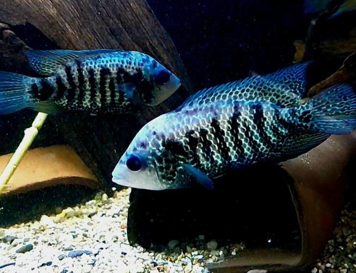 Zeldzame mooie Beani cichliden, Dieren en Toebehoren, Vissen | Aquariumvissen, Zoetwatervis, Vis