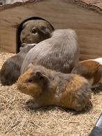 Zeer mooie gezonde lieve cavia’s, Domestique, Janvier, Plusieurs animaux, Cobaye