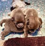 FCI puppies pomeranian pomeriaan dwergkees, België, Fokker | Hobbymatig, Keeshond, CDV (hondenziekte)