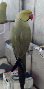 Halsbandparkiet weggevlogen regio Zele, Dieren en Toebehoren, Mannelijk, Parkiet, Tam