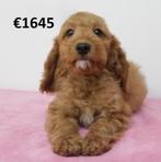 Prachtige Cockapoo pups te koop, Dieren en Toebehoren, Honden | Chihuahua's en Gezelschapshonden, 15 weken tot 1 jaar, Buitenland