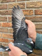 Zoon “Poco Loco” 2025, Dieren en Toebehoren, Mannelijk, Postduif