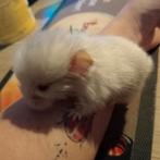 Chinchilla, Animaux & Accessoires, Rongeurs, Chinchilla
