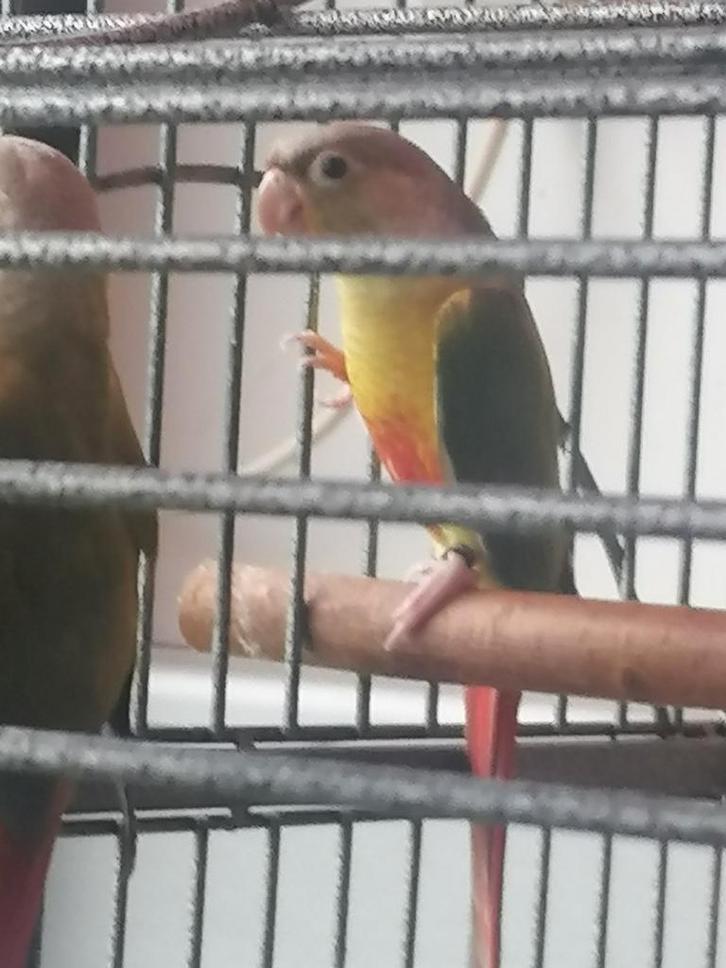 Pyrrhura's met dna. Jongen 2025., Dieren en Toebehoren, Vogels | Parkieten en Papegaaien