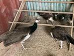 Paons, Dieren en Toebehoren, Pluimvee, Meerdere dieren, Overige soorten
