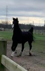 Men/tuig-paard, Gechipt, Ruin, Zadelmak, 11 jaar of ouder