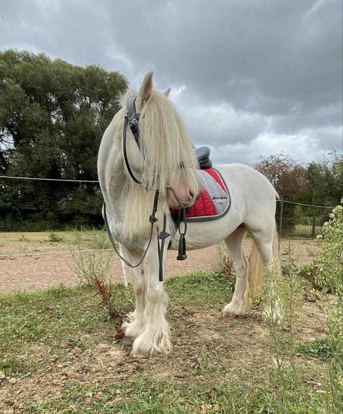 Jument 2018, Dieren en Toebehoren, Pony's, Merrie, Zadelmak, C pony (1.27m tot 1.37m), Recreatiepony, Gechipt, Ontwormd
