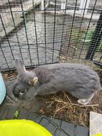 Konijn, Mannelijk, Klein, 0 tot 2 jaar