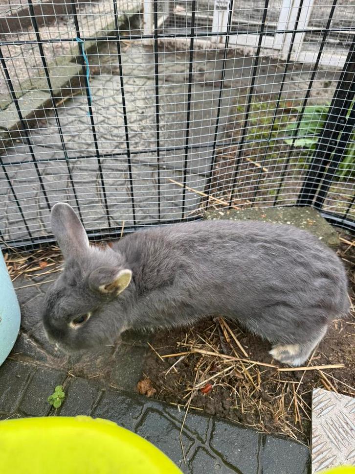 Konijn, Dieren en Toebehoren, Konijnen, Klein, Mannelijk, 0 tot 2 jaar