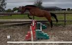 Jonge springpaarden, direct van fokker., Dieren en Toebehoren, Merrie, B