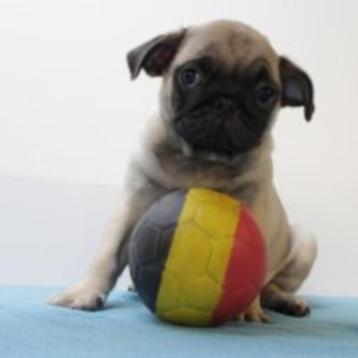 Mops reutje - Belgische pup te koop beschikbaar voor biedingen