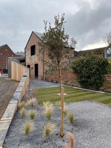 Quercus Ilex steeneik jonge boom op stam - Koopje! beschikbaar voor biedingen