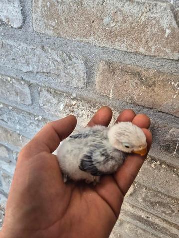 Fischeri voor handopfok, Dieren en Toebehoren, Meerdere dieren, Dwergpapegaai of Agapornis, Geringd