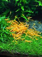 Neocaridina Yellow backline (leidingwater), Dieren en Toebehoren, Vissen | Aquariumvissen, Kreeft, Krab of Garnaal, Zoetwatervis