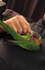 Jonge Lori van de blauwe bergen, Dieren en Toebehoren, Vogels | Parkieten en Papegaaien