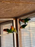 6 inséparables, Animaux & Accessoires, Enlèvement