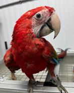 Jeune ara à ailes vertes super apprivoisé, bébé, Femelle, Perroquet, Parleur