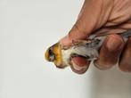 Distelvink x barmsijs, Dieren en Toebehoren, Vogels | Overige Vogels, Mannelijk, Wildzangvogel, Geringd