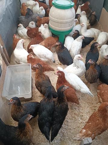 legkippen 7 kleur op bestelling voor 29 augustus 0499/082381 beschikbaar voor biedingen