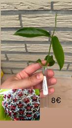 Hoya publicalyx black dragon, Huis en Inrichting, Kamerplanten, Ophalen of Verzenden