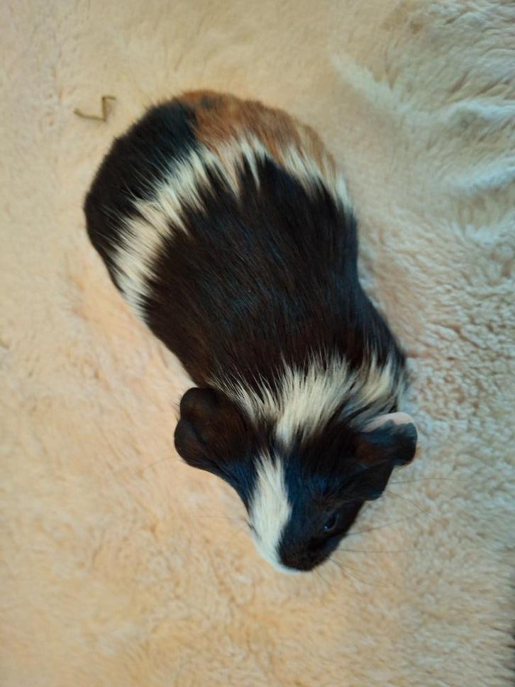 Cavia zeugje, Dieren en Toebehoren, Knaagdieren, Cavia, Oktober, Tam