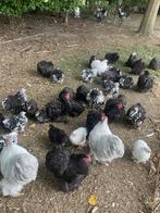 Jonge hennen en hanen cochin kriel, Dieren en Toebehoren, Pluimvee, Meerdere dieren, Kip