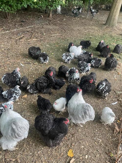 Jonge hennen en hanen cochin kriel, Dieren en Toebehoren, Pluimvee, Kip, Meerdere dieren