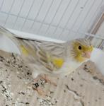 CANARIS 2025 BRUINE OPAALMOZAÏEK, Dieren en Toebehoren, Vogels | Kanaries, Meerdere dieren, Kleurkanarie