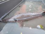 Sturgeons, Dieren en Toebehoren, Steur