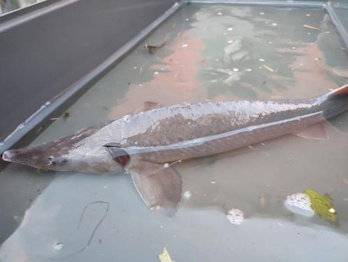 Sturgeons, Dieren en Toebehoren, Vissen | Vijvervissen, Steur