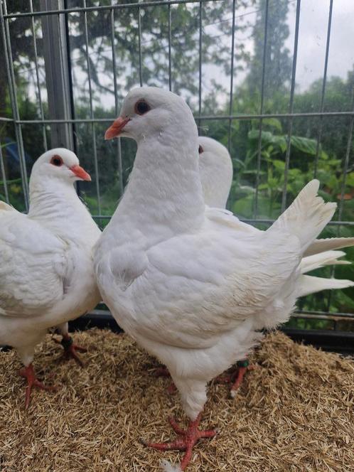 Drie raszuivere jonge, volledig witte Kingduiven, Dieren en Toebehoren, Vogels | Duiven, Overige soorten, Meerdere dieren
