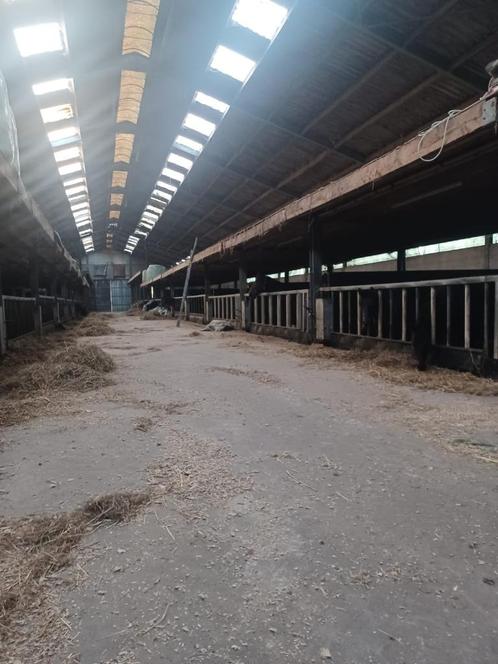 Stal met weiden voor paarden, Dieren en Toebehoren, Paarden