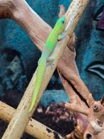 Prachtige nakweek phelsuma lineata, Amfibie