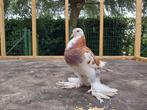 Gentse kropper, doffer. Sierduiven, Dieren en Toebehoren, Vogels | Duiven, Kropper