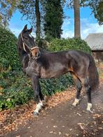 Knappe 16 jarige dressuur merrie, Dieren en Toebehoren, Paarden, Merrie