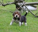 Beagle pups, Dieren en Toebehoren, Honden | Beagles, Bassets en Lopende honden, CDV (hondenziekte), Meerdere, 8 tot 15 weken, Meerdere dieren