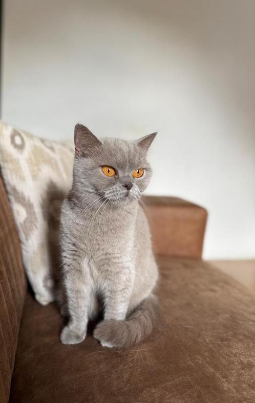 Britse korthaar, Dieren en Toebehoren, Katten en Kittens | Raskatten | Korthaar, Poes, 0 tot 2 jaar, Gechipt, Ontwormd, Ingeënt