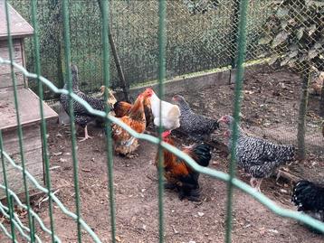 Kriel cochin hanen( zie omschrijving) beschikbaar voor biedingen