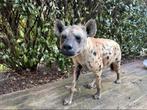 Prachtige opgezette hyena taxidermie, Verzamelen, Dierenverzamelingen, Ophalen of Verzenden