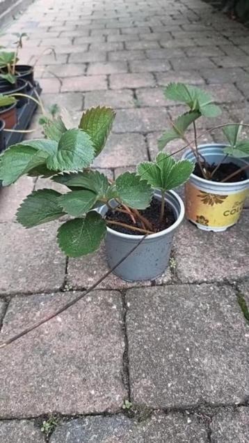 Aardebei plantjes, zoete aardbeien, 6 potjes voor 5 euro  beschikbaar voor biedingen