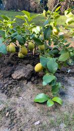 Citroenboom met vruchten, Ophalen, Minder dan 100 cm, Citroenboom