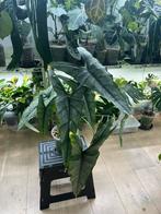 Alocasia Heterophylla Dragon Breath, Huis en Inrichting, Kamerplanten, Ophalen of Verzenden
