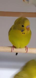 Tcb grasparkieten, Dieren en Toebehoren