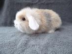 5 schattige zindelijke Nederlandse dwerghangoortjes, Animaux & Accessoires, Lapins, Plusieurs animaux, Petit, Oreilles tombantes