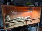 A vendre pogona + terrarium, Dieren en Toebehoren, Reptielen en Amfibieën | Toebehoren, Ophalen