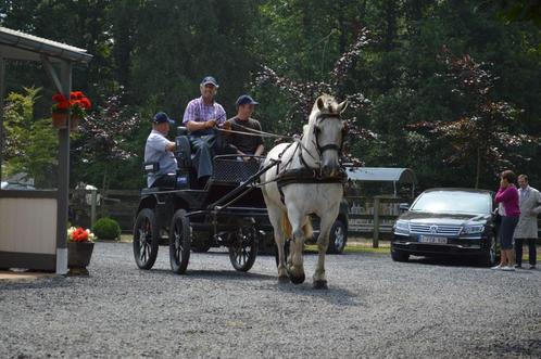 Mencursus, Dieren en Toebehoren, Paarden, Niet van toepassing