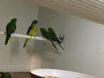 Turquoisine's en bourkes, Dieren en Toebehoren, Vogels | Parkieten en Papegaaien, Geringd