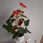 Flamingo plant, Maison & Meubles, Plantes d'intérieur, Enlèvement