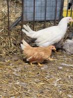 Chabo hennetjes, Dieren en Toebehoren, Meerdere dieren, Kip