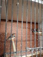 Zebravinken, Animaux & Accessoires, Oiseaux | Oiseaux Autre